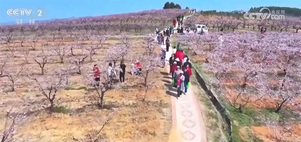 “花”经济“一路繁花”撬动文旅新消费为乡村振兴“景”上添彩(图6)