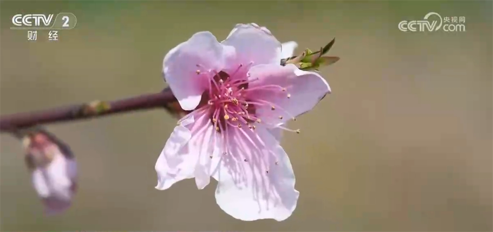“花”经济“一路繁花”撬动文旅新消费为乡村振兴“景”上添彩(图7)