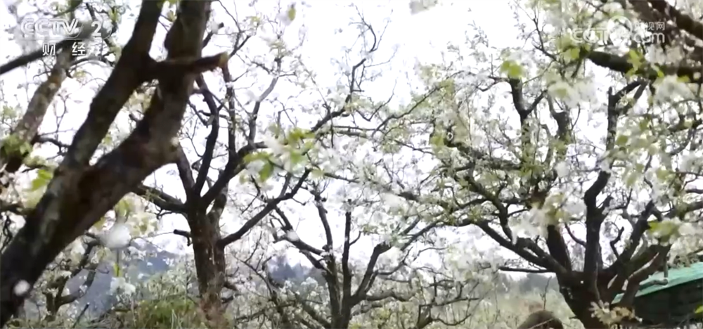 “花”经济“一路繁花”撬动文旅新消费为乡村振兴“景”上添彩(图8)
