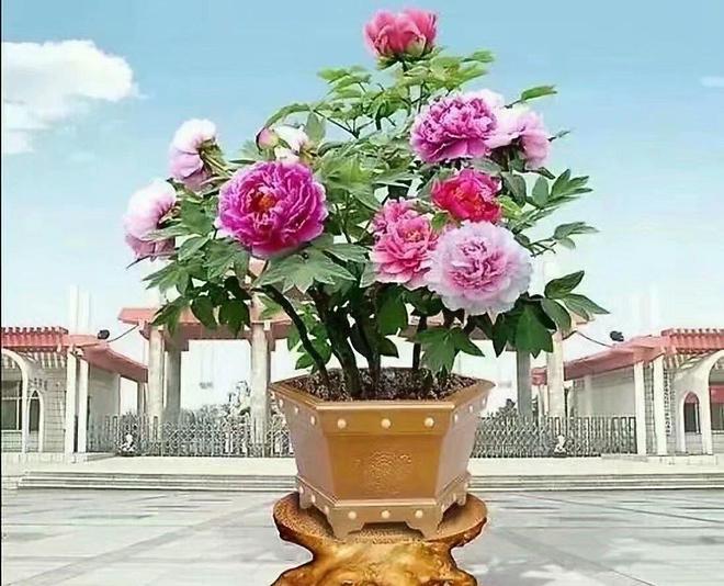 牡丹花开时：季节之约与养护奥秘(图1)