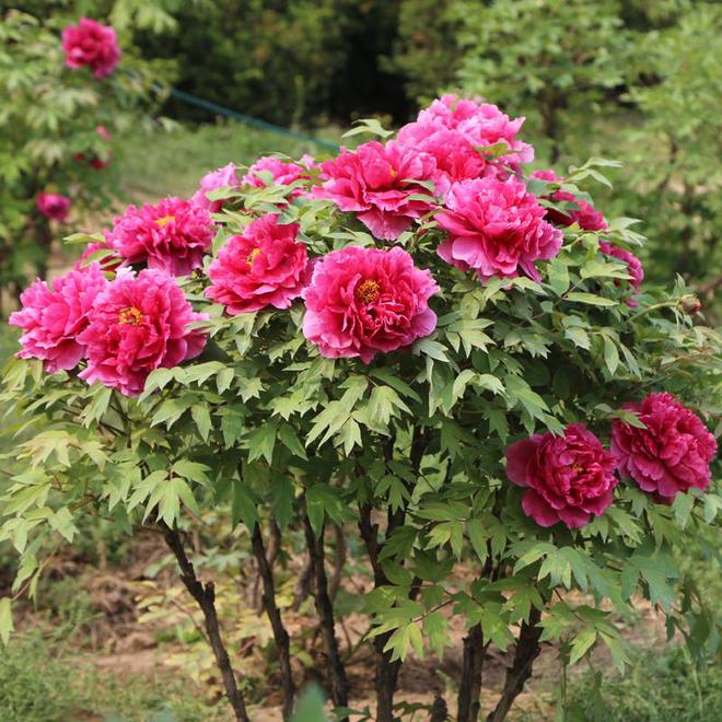 牡丹花开时：季节之约与养护奥秘(图2)