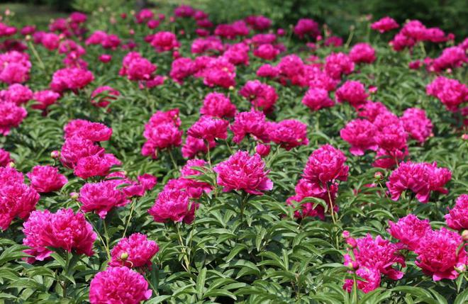 牡丹花开时：季节之约与养护奥秘(图4)