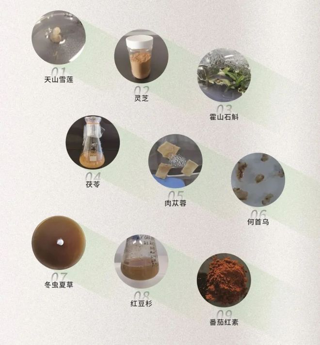 安然集团主导制定！国内首个人参不定根组培技术规程行业标准发布(图10)
