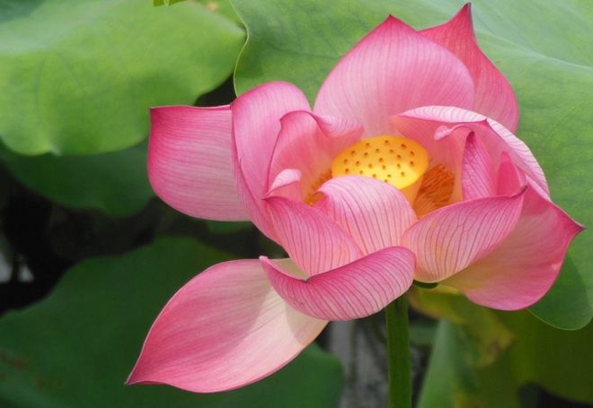 莲花是什么季节开的(图1)