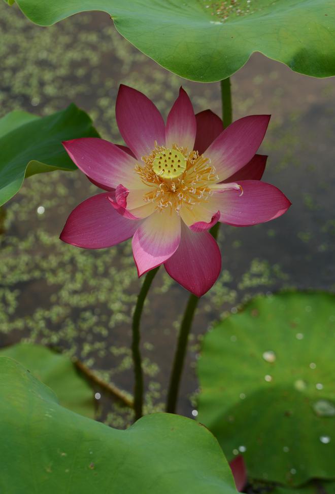 莲花是什么季节开的(图2)