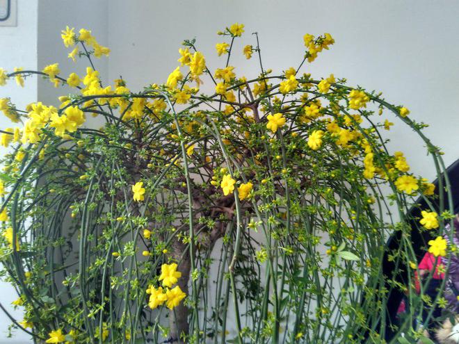 揭秘！迎春花究竟何时绽放(图1)