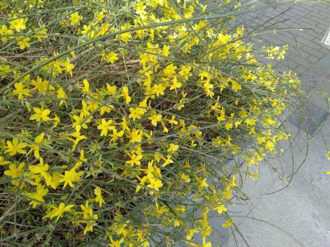 揭秘！迎春花究竟何时绽放(图4)