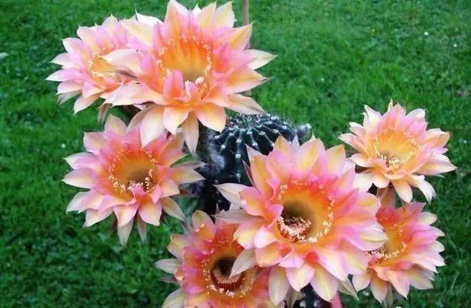 仙人球开花：吉祥兆头与生命礼赞(图2)