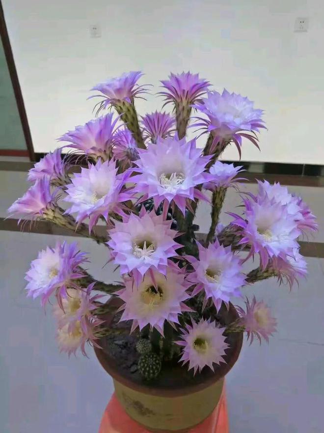 仙人球开花：吉祥兆头与生命礼赞(图3)