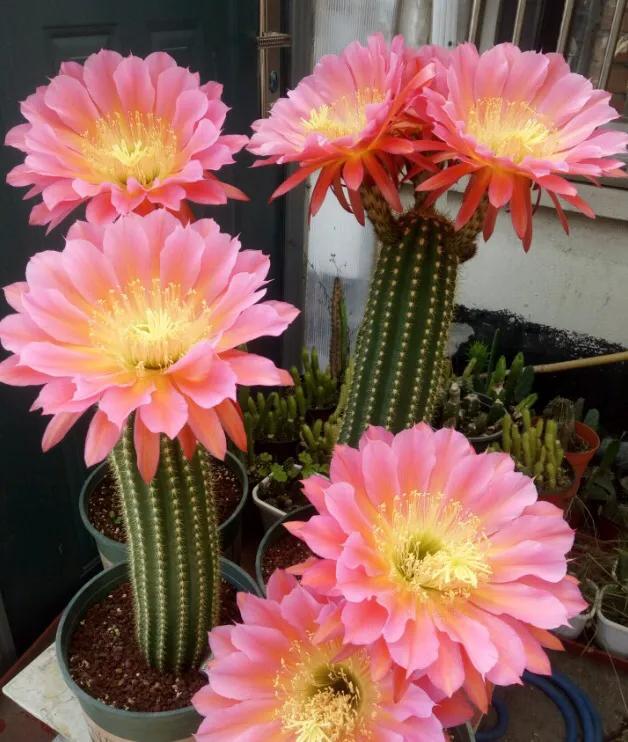 仙人球开花：吉祥兆头与生命礼赞(图4)