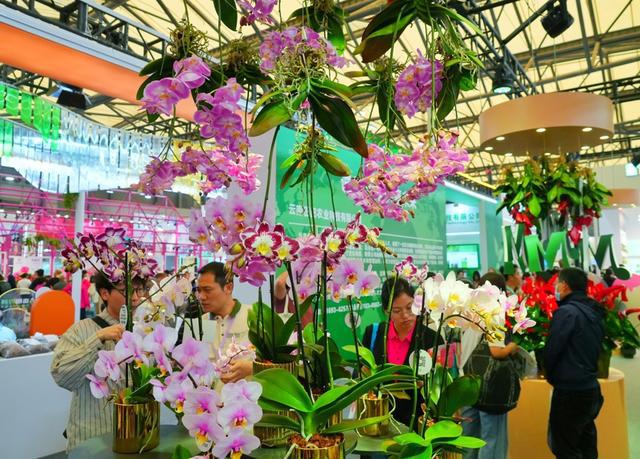 国际花卉展带来“满园春色”全球园艺巨头在沪“开卷”(图1)