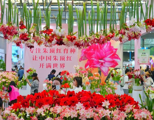 国际花卉展带来“满园春色”全球园艺巨头在沪“开卷”(图3)
