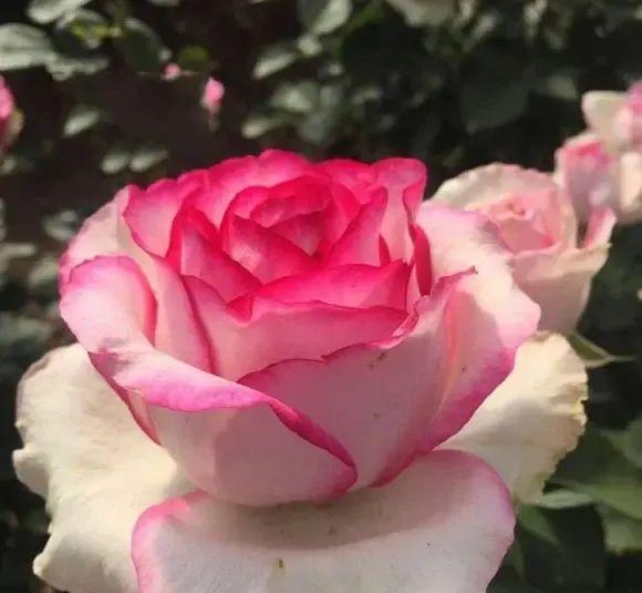 清明回老家院子里的月季开始发力了全是侧芽底肥很重要