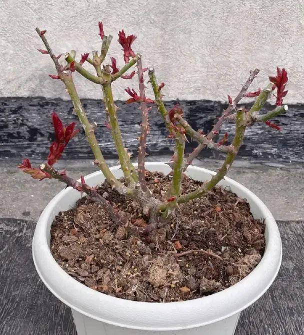 清明回老家院子里的月季开始发力了全是侧芽底肥很重要(图2)