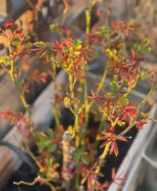 清明回老家院子里的月季开始发力了全是侧芽底肥很重要(图4)