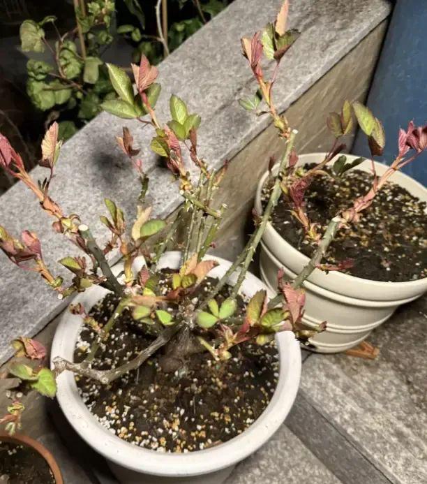 清明回老家院子里的月季开始发力了全是侧芽底肥很重要(图5)