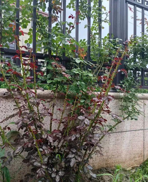 清明回老家院子里的月季开始发力了全是侧芽底肥很重要(图6)
