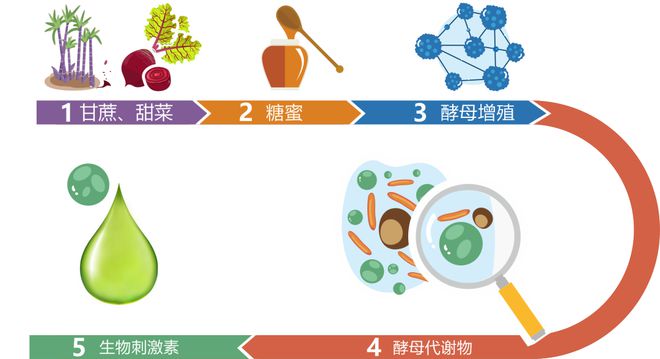 安琪福邦酵母营养肥践行农业可持续发展(图2)