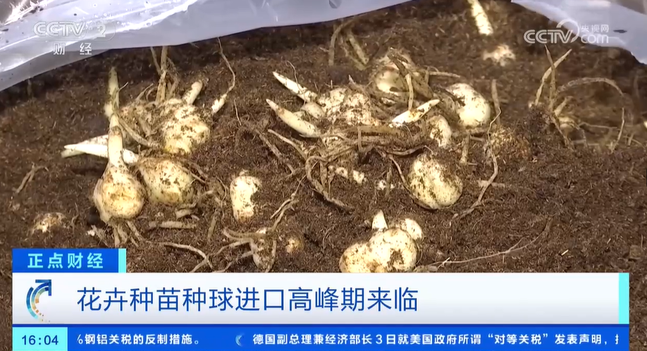 花卉消费市场崛起花卉种苗种球进口迎来高峰期(图1)