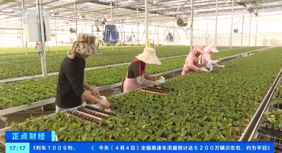 花卉消费市场崛起花卉种苗种球进口迎来高峰期(图4)