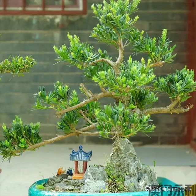 澳门永利-富不富门前树门前有这6种树生活都是富贵人家看完就懂了(图2)