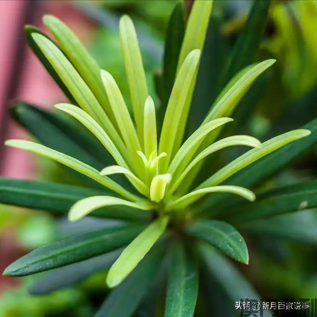 澳门永利-富不富门前树门前有这6种树生活都是富贵人家看完就懂了(图3)