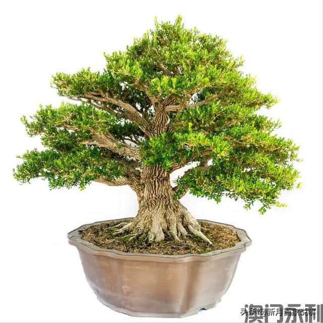 澳门永利-富不富门前树门前有这6种树生活都是富贵人家看完就懂了(图5)