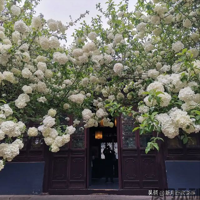 澳门永利-富不富门前树门前有这6种树生活都是富贵人家看完就懂了(图8)