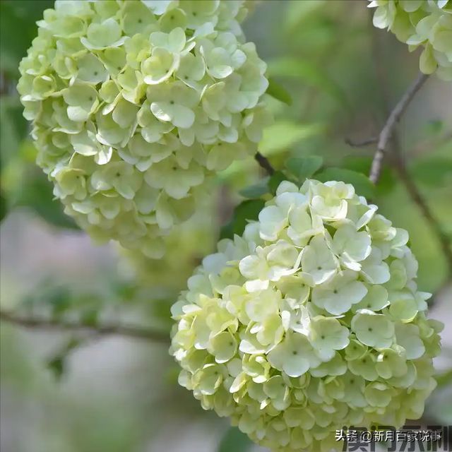 澳门永利-富不富门前树门前有这6种树生活都是富贵人家看完就懂了(图9)