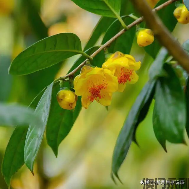 澳门永利-富不富门前树门前有这6种树生活都是富贵人家看完就懂了(图11)
