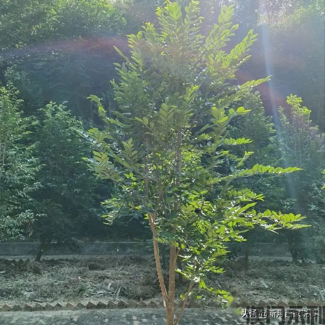 澳门永利-富不富门前树门前有这6种树生活都是富贵人家看完就懂了(图12)