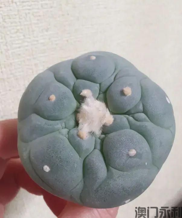 澳门永利-室内养仙人球最好别养带刺的容易扎手要养没刺的！(图3)