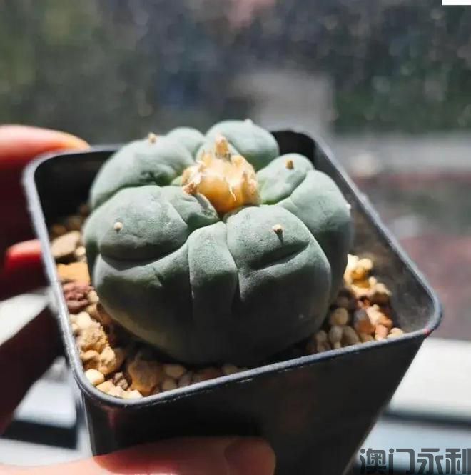 澳门永利-室内养仙人球最好别养带刺的容易扎手要养没刺的！(图6)