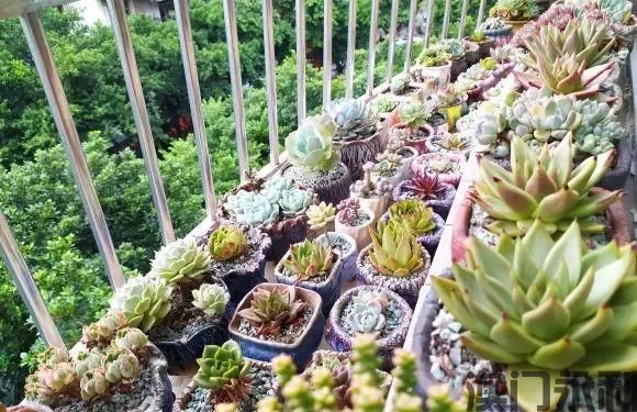 澳门永利-两广地区高温多雨养多肉最难受一场雨水死伤一半！(图2)