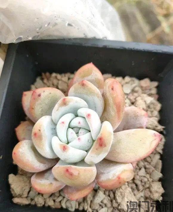 澳门永利-两广地区高温多雨养多肉最难受一场雨水死伤一半！(图4)