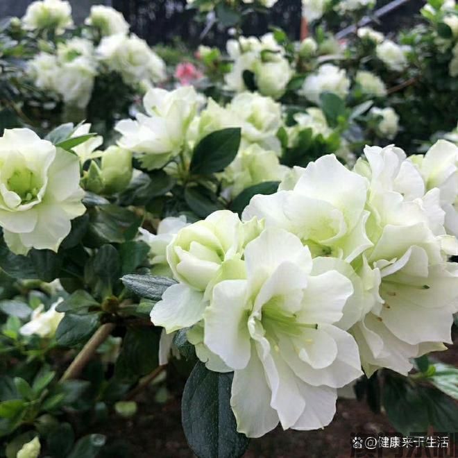 澳门永利-原来它是“低调的花中贵族”！新手养花必知的绿色光辉